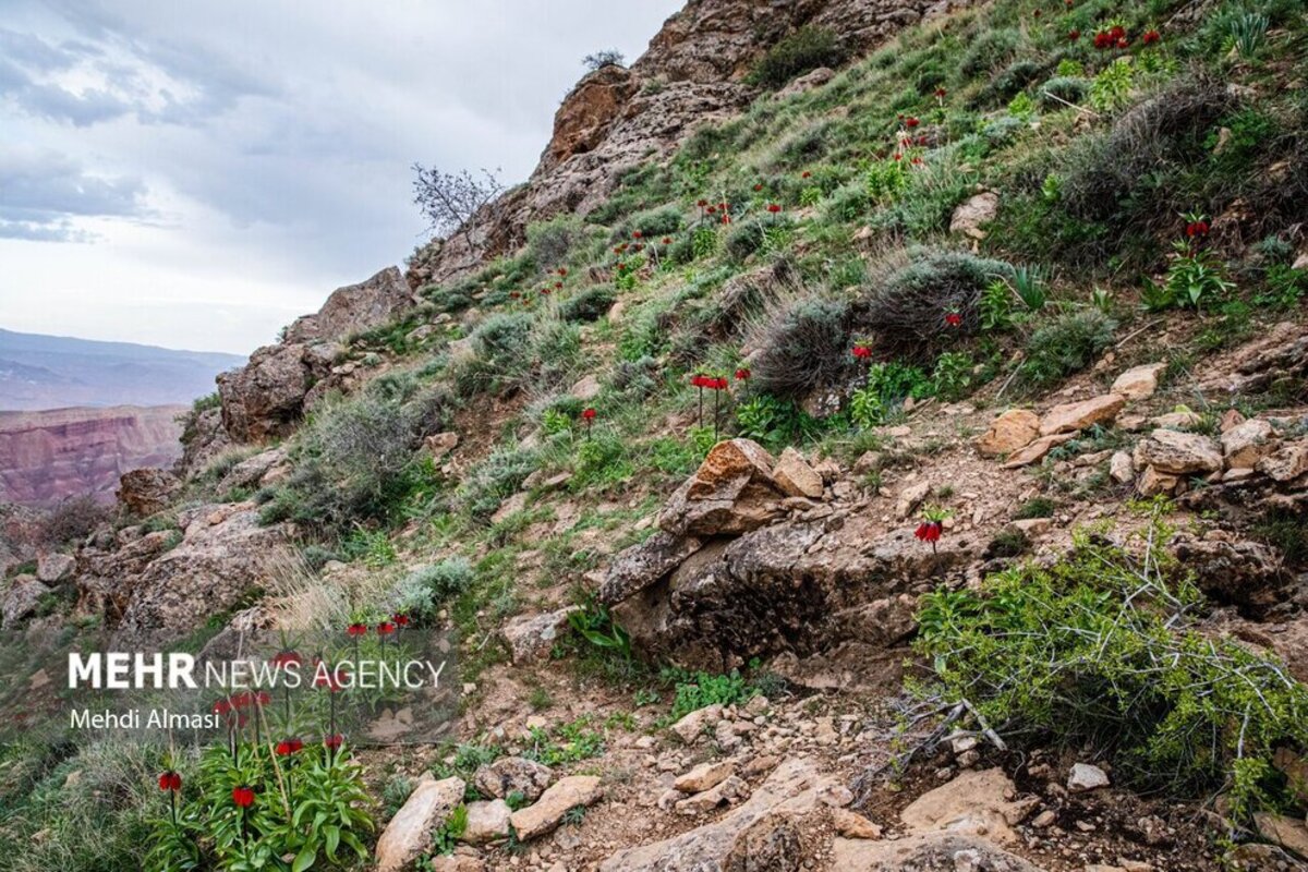 لاله‌های واژگون