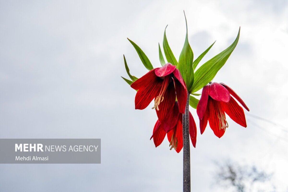 لاله‌های واژگون