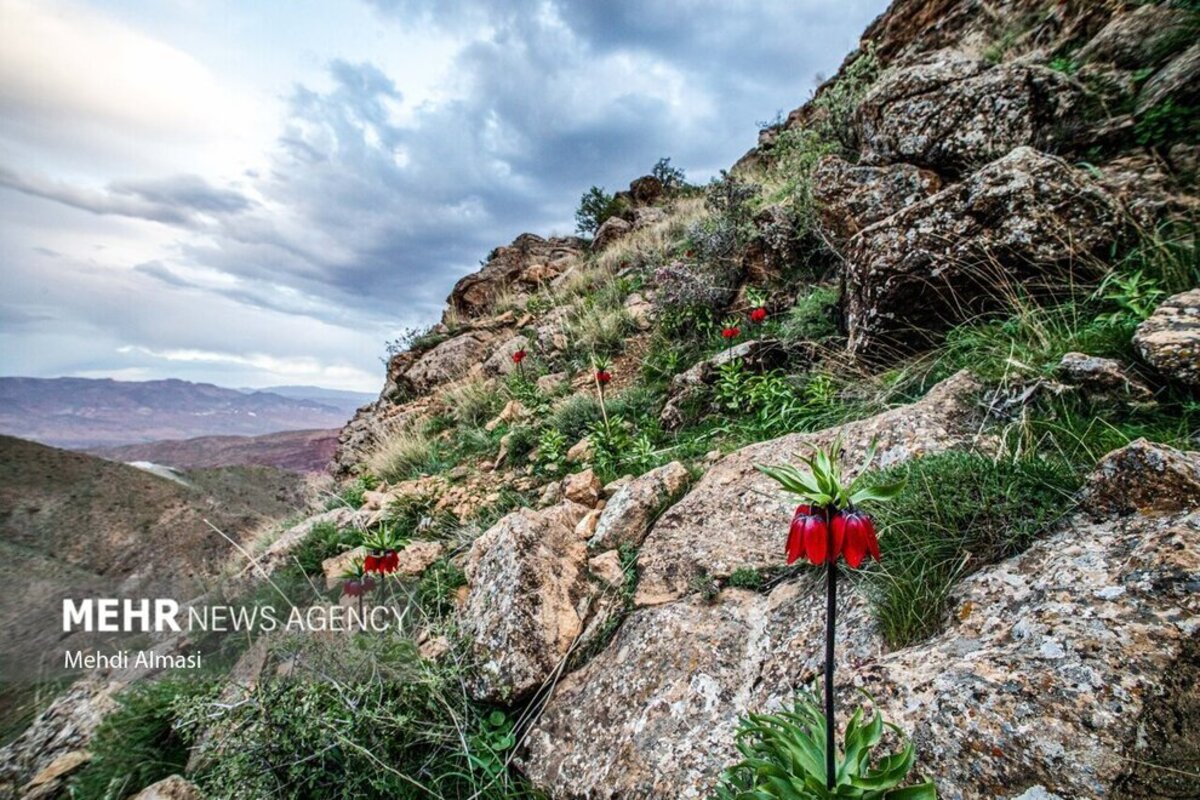 لاله‌های واژگون