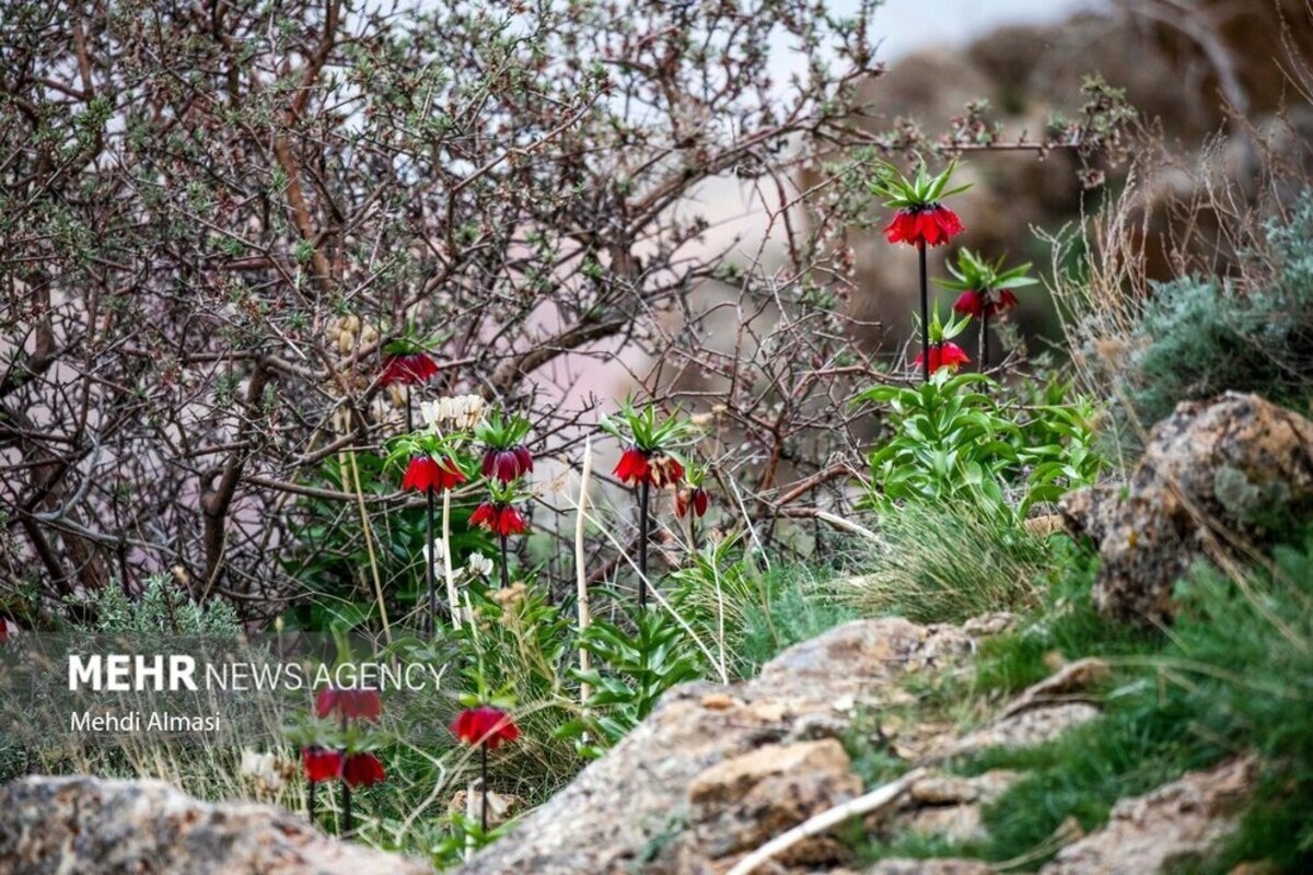 لاله‌های واژگون