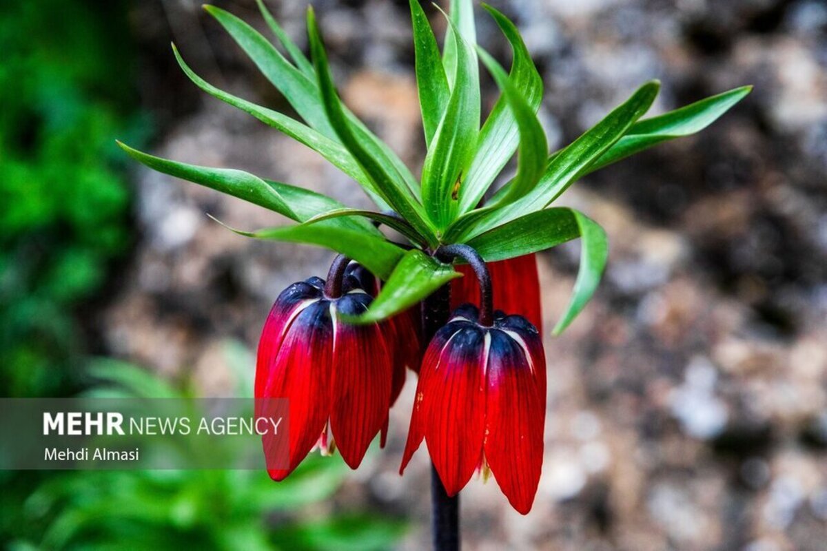 لاله‌های واژگون