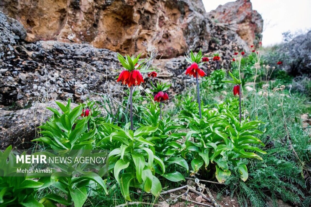 لاله‌های واژگون