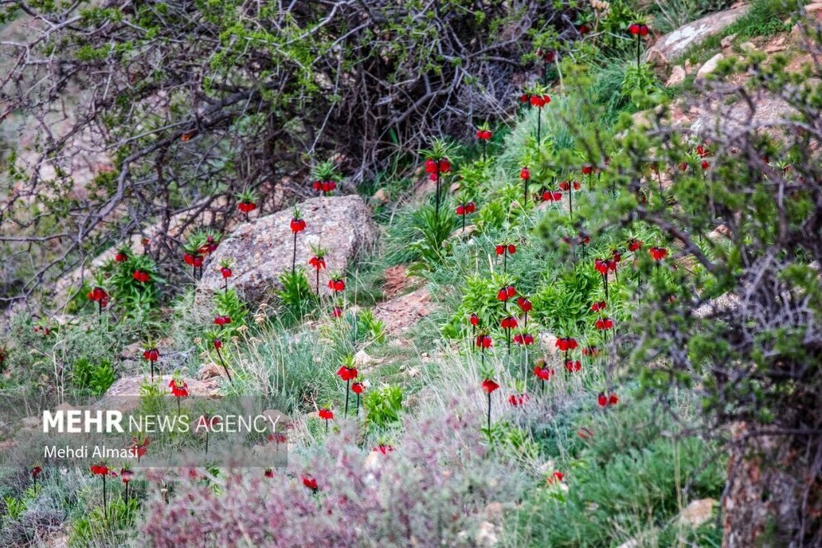 لاله‌های واژگون