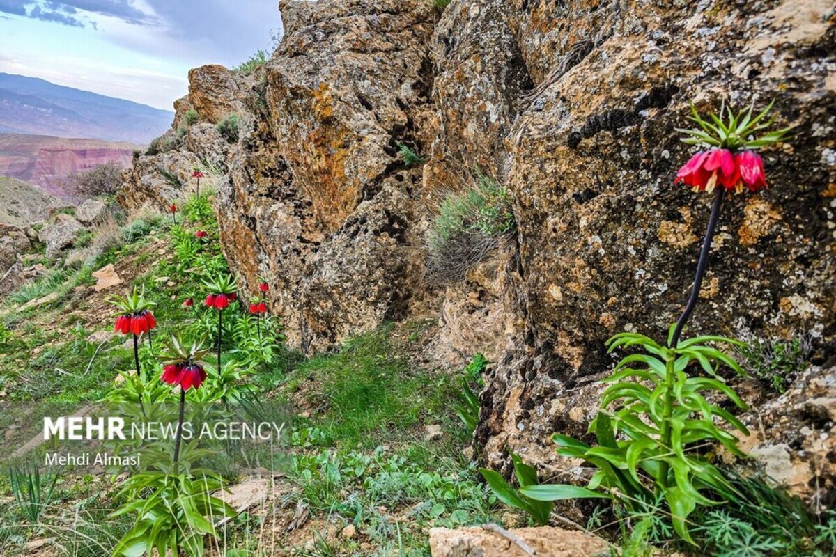 لاله‌های واژگون