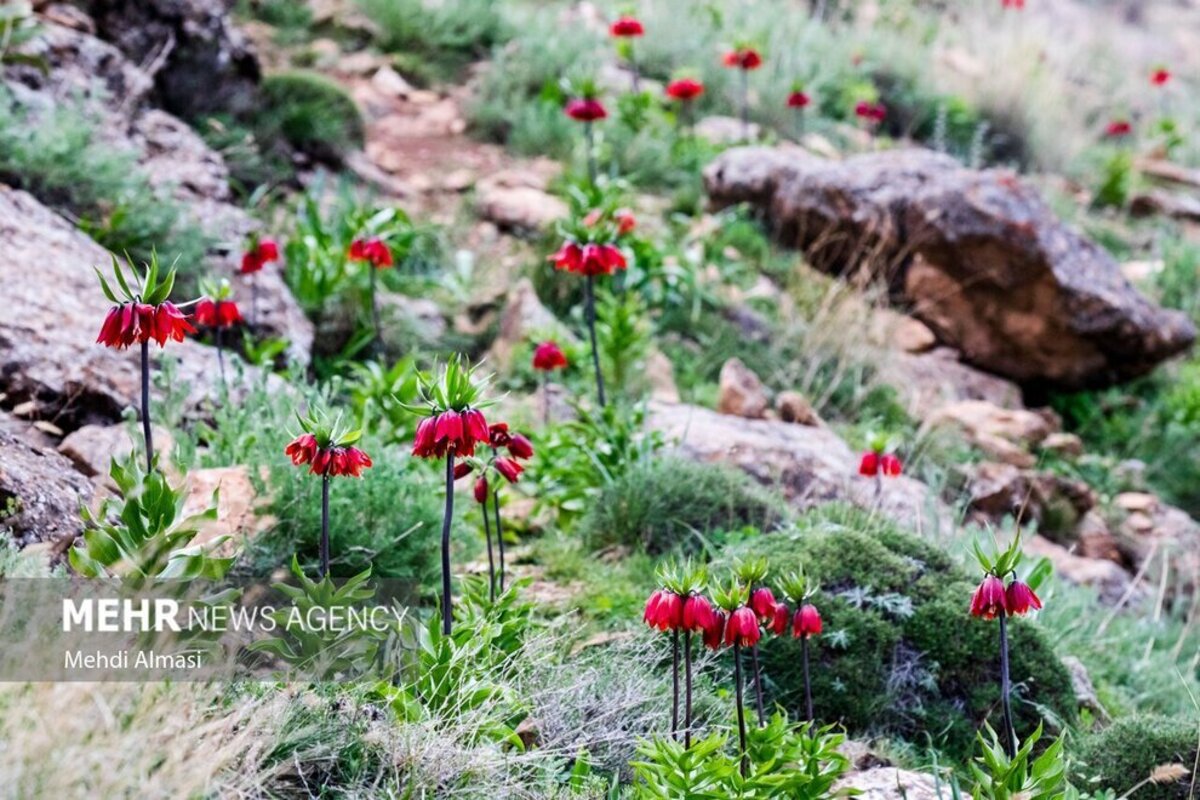 لاله‌های واژگون