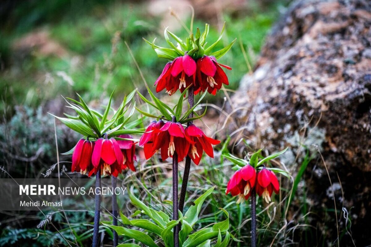 لاله‌های واژگون