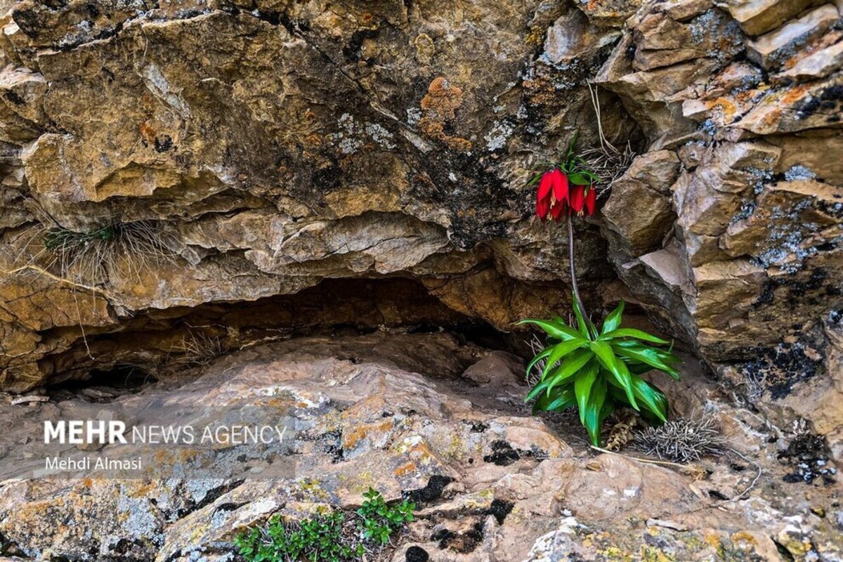 لاله‌های واژگون