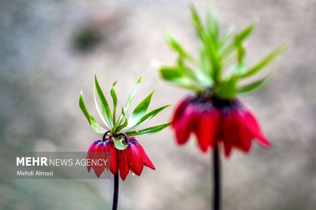 لاله‌های واژگون