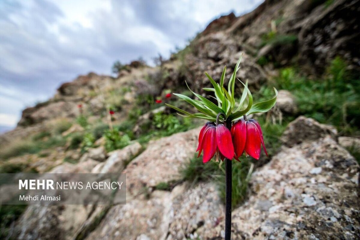 لاله‌های واژگون