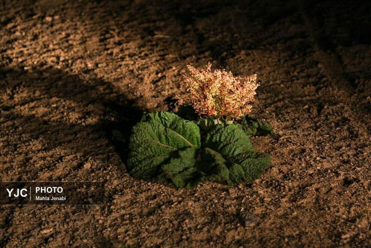  دشت ریواس کرمان