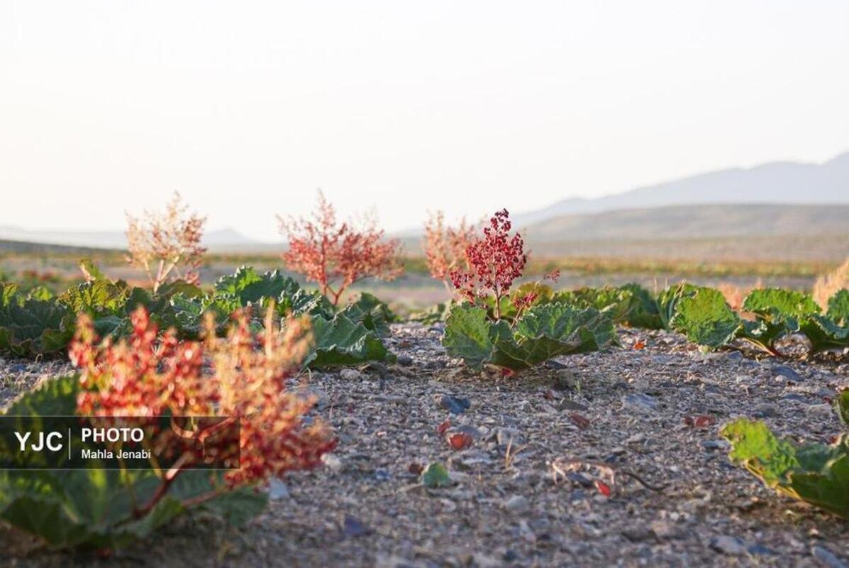  دشت ریواس کرمان