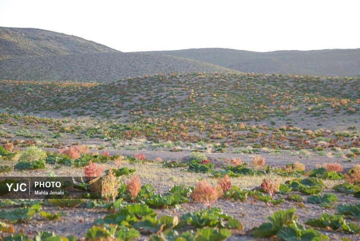  دشت ریواس کرمان