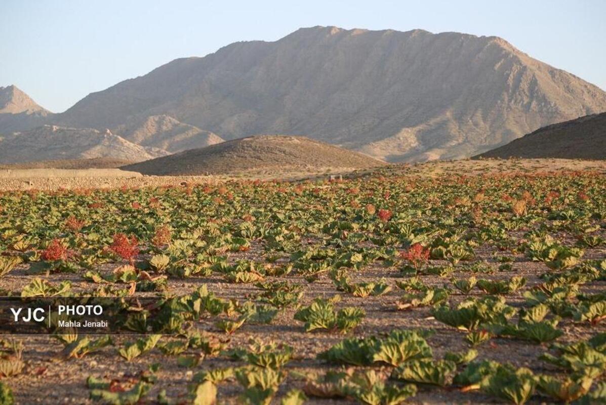  دشت ریواس کرمان