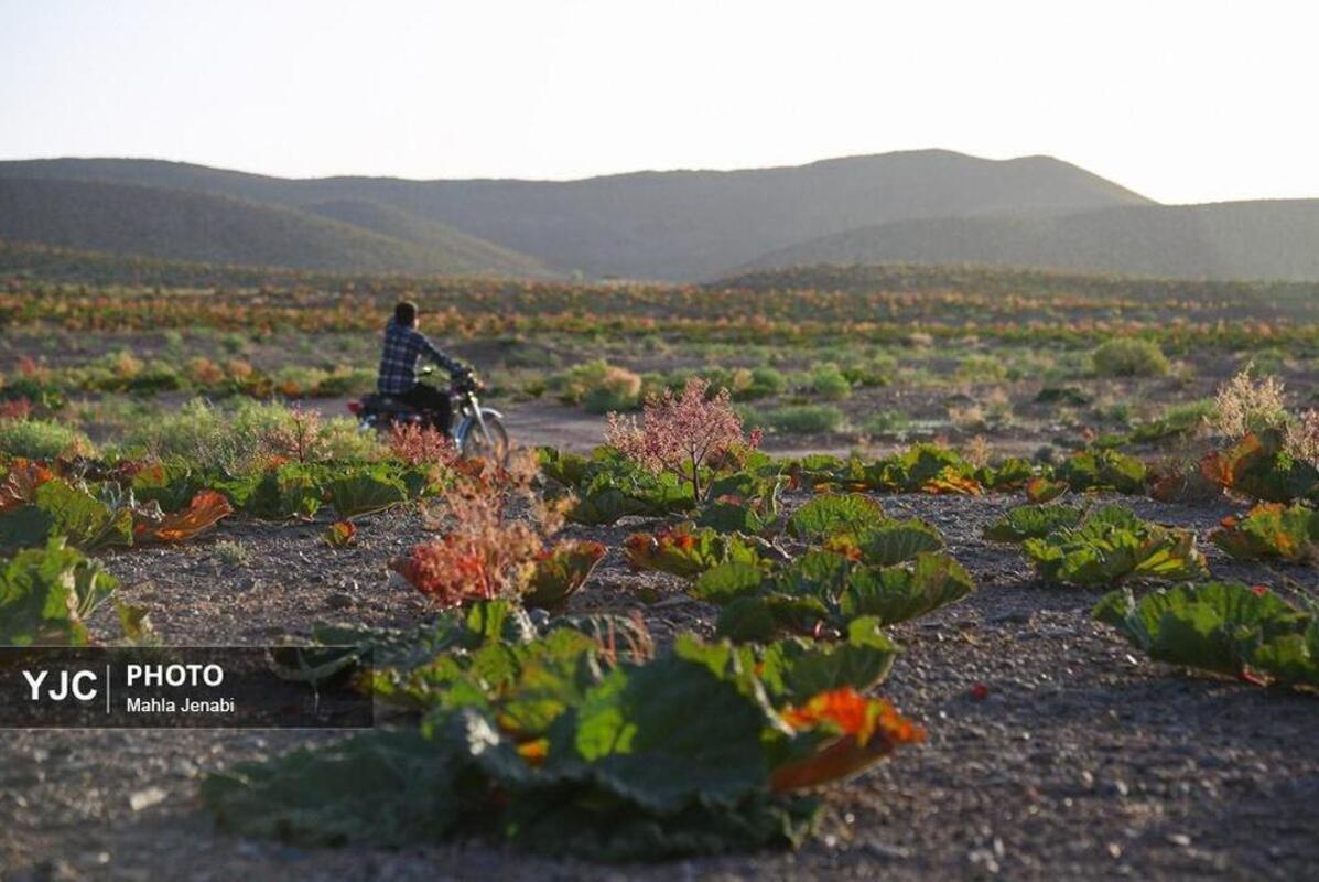  دشت ریواس کرمان
