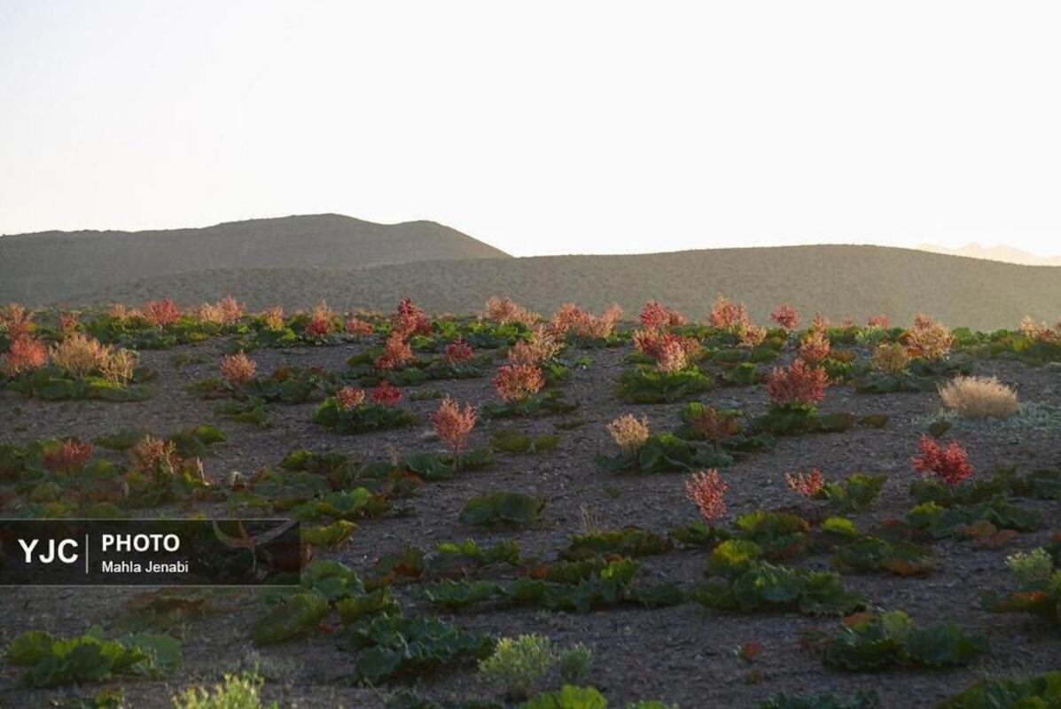  دشت ریواس کرمان