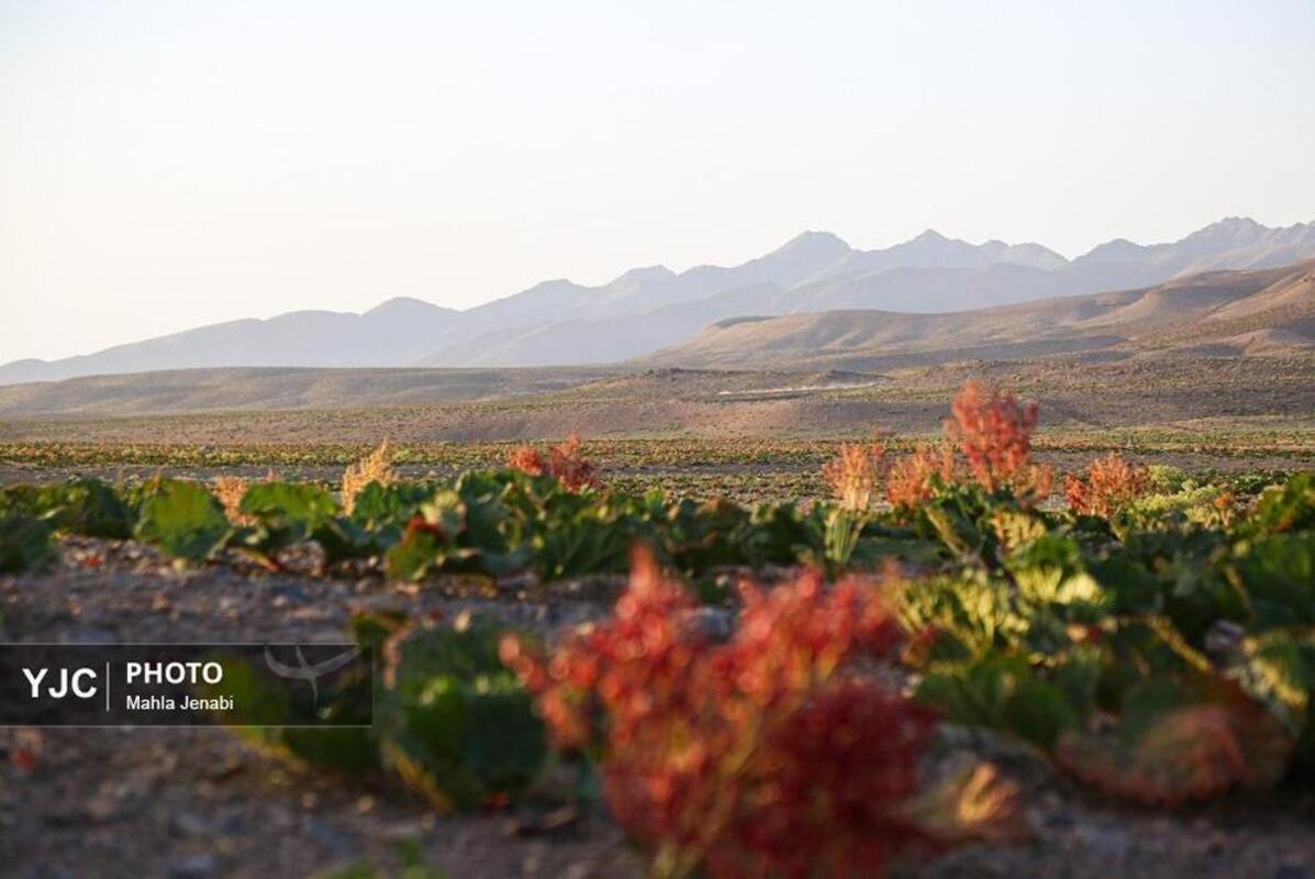  دشت ریواس کرمان