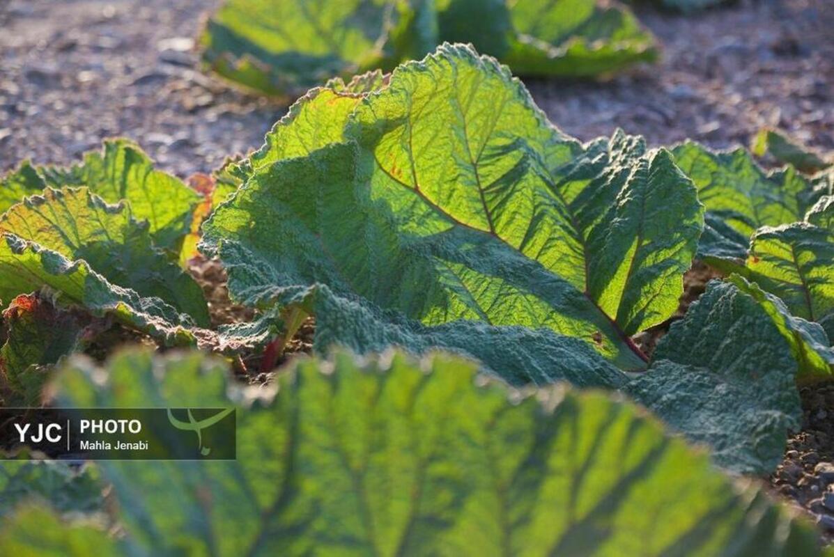  دشت ریواس کرمان