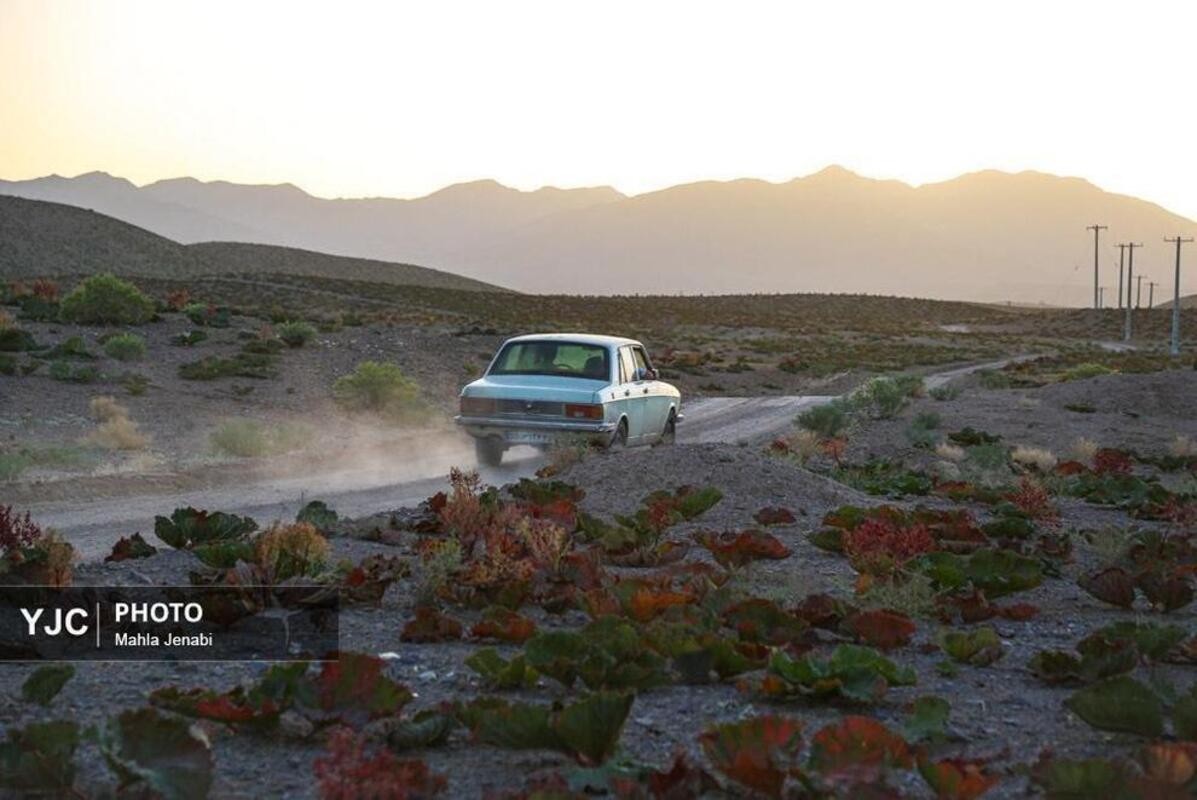  دشت ریواس کرمان