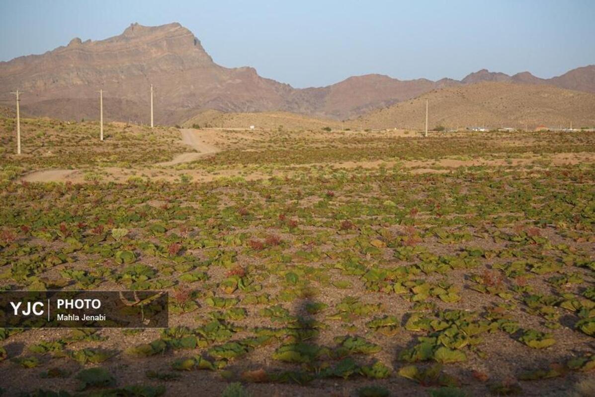  دشت ریواس کرمان