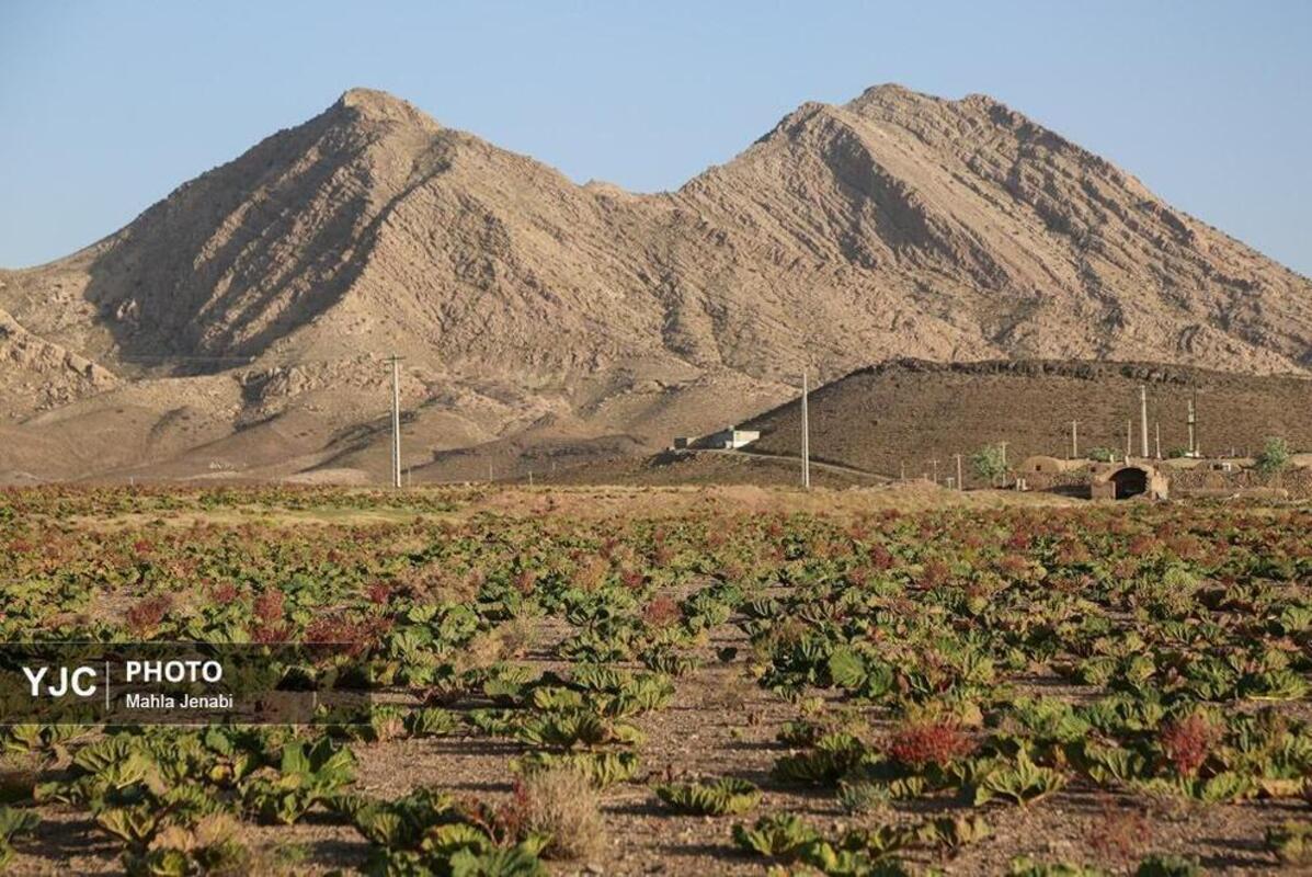  دشت ریواس کرمان