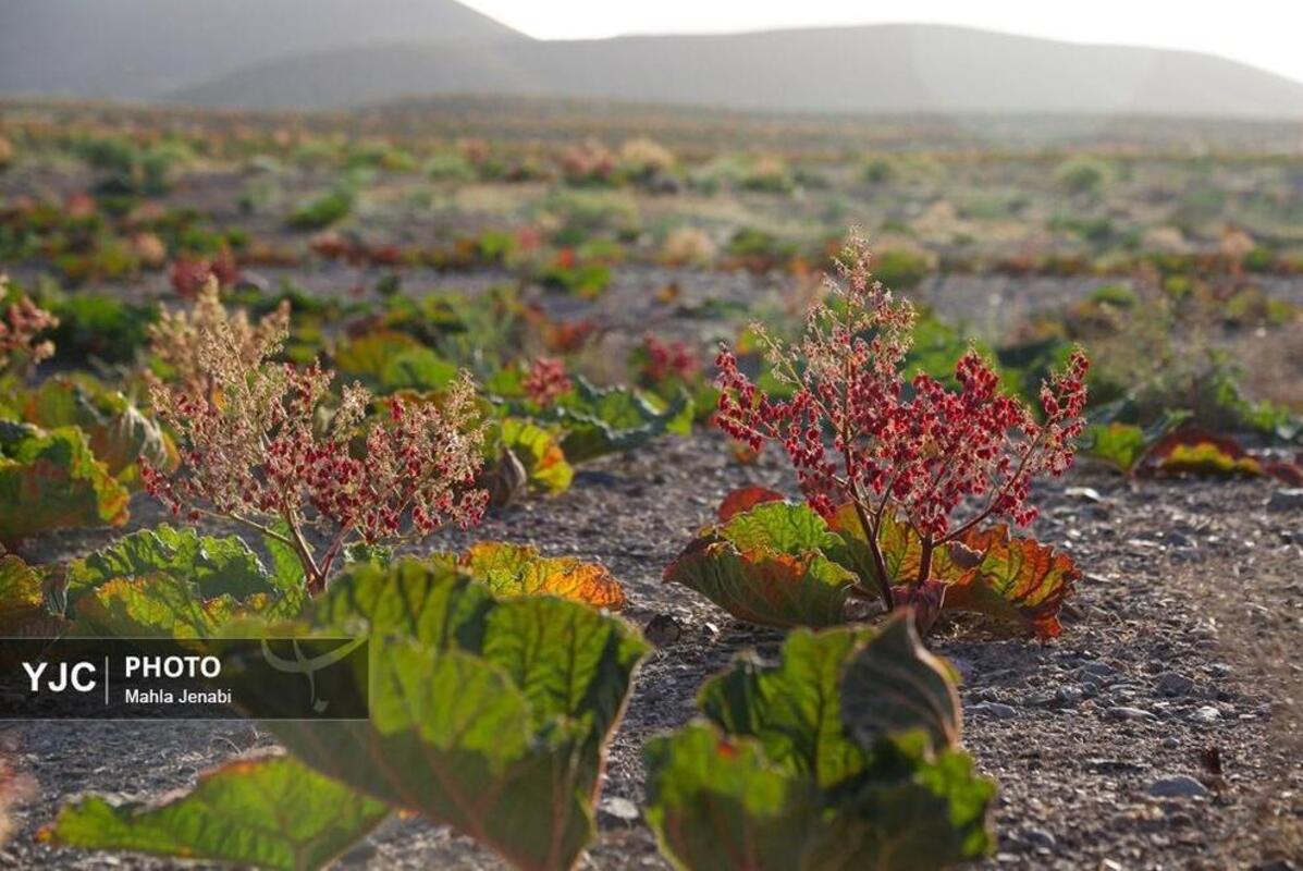  دشت ریواس کرمان