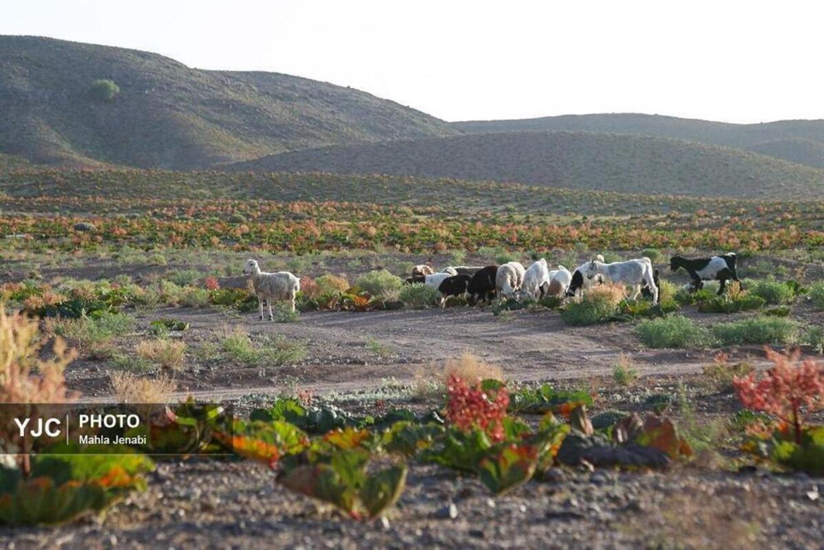  دشت ریواس کرمان