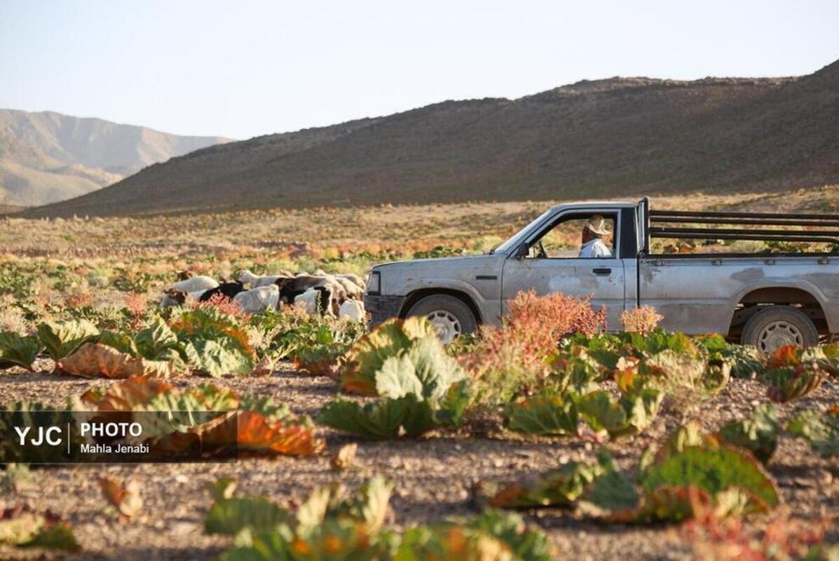  دشت ریواس کرمان