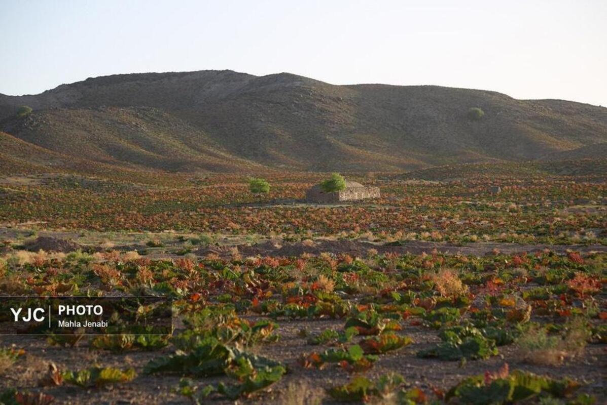  دشت ریواس کرمان