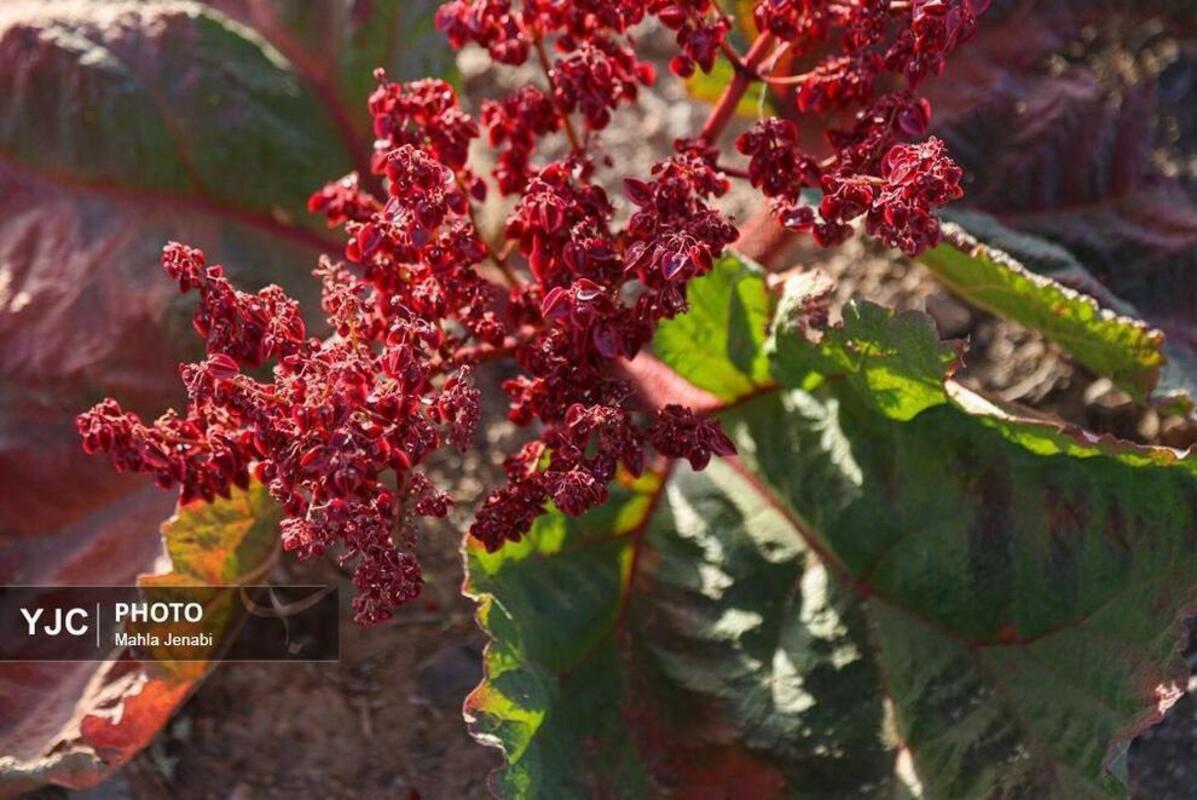  دشت ریواس کرمان