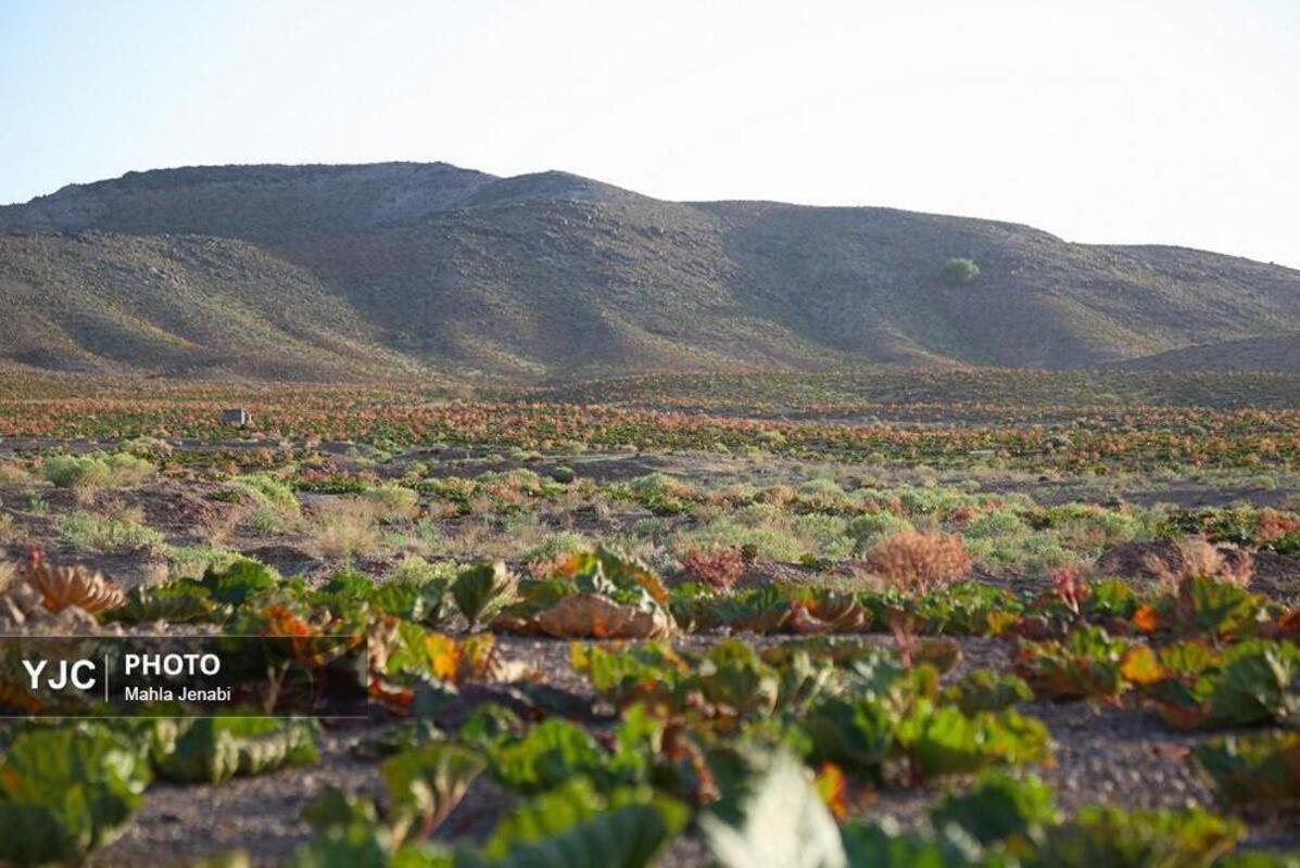  دشت ریواس کرمان