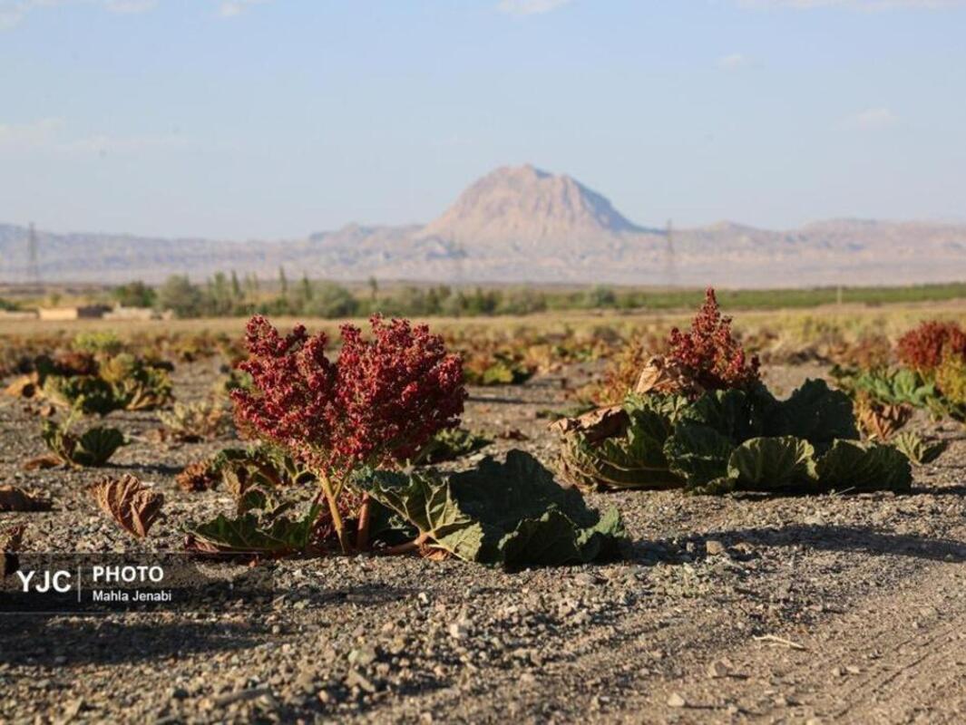  دشت ریواس کرمان