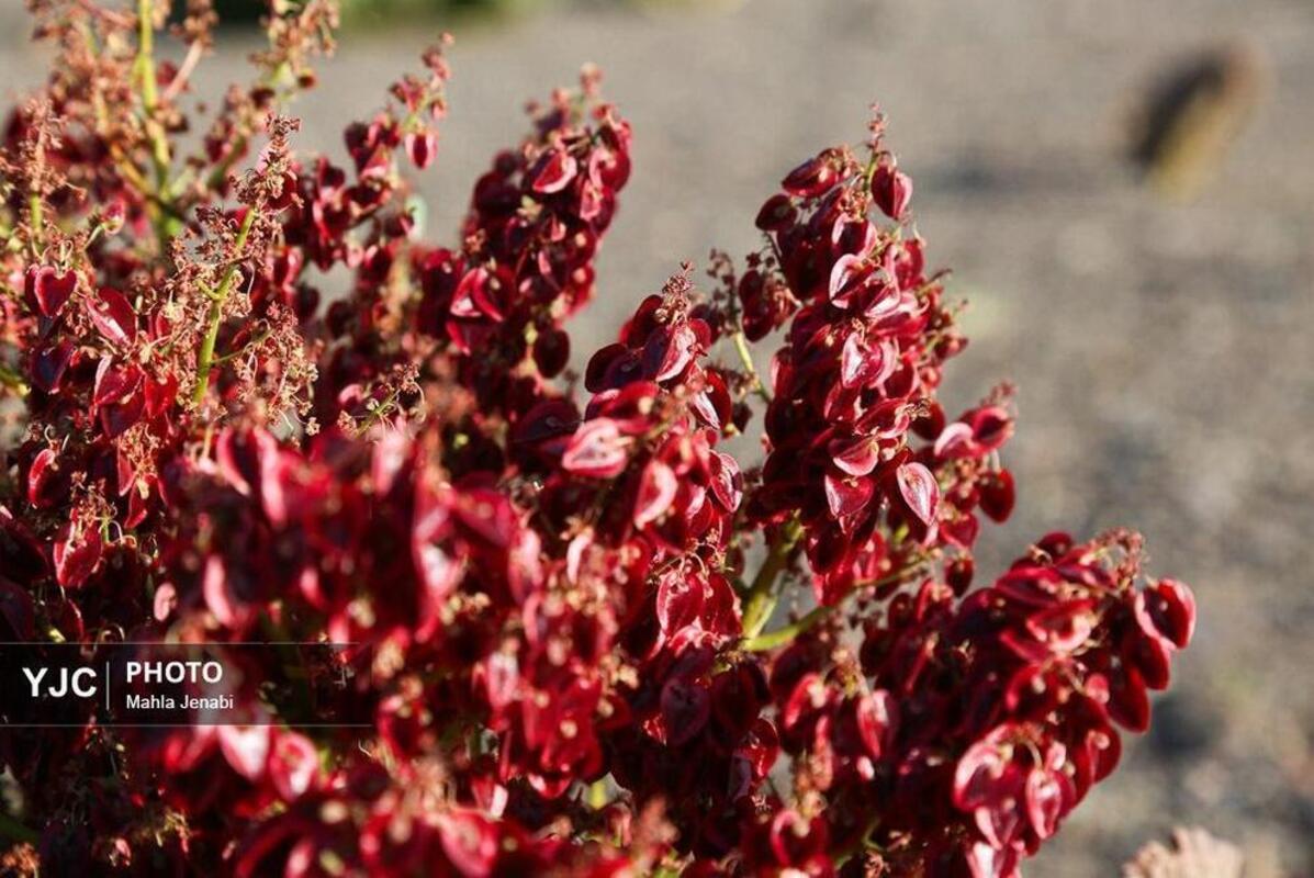  دشت ریواس کرمان