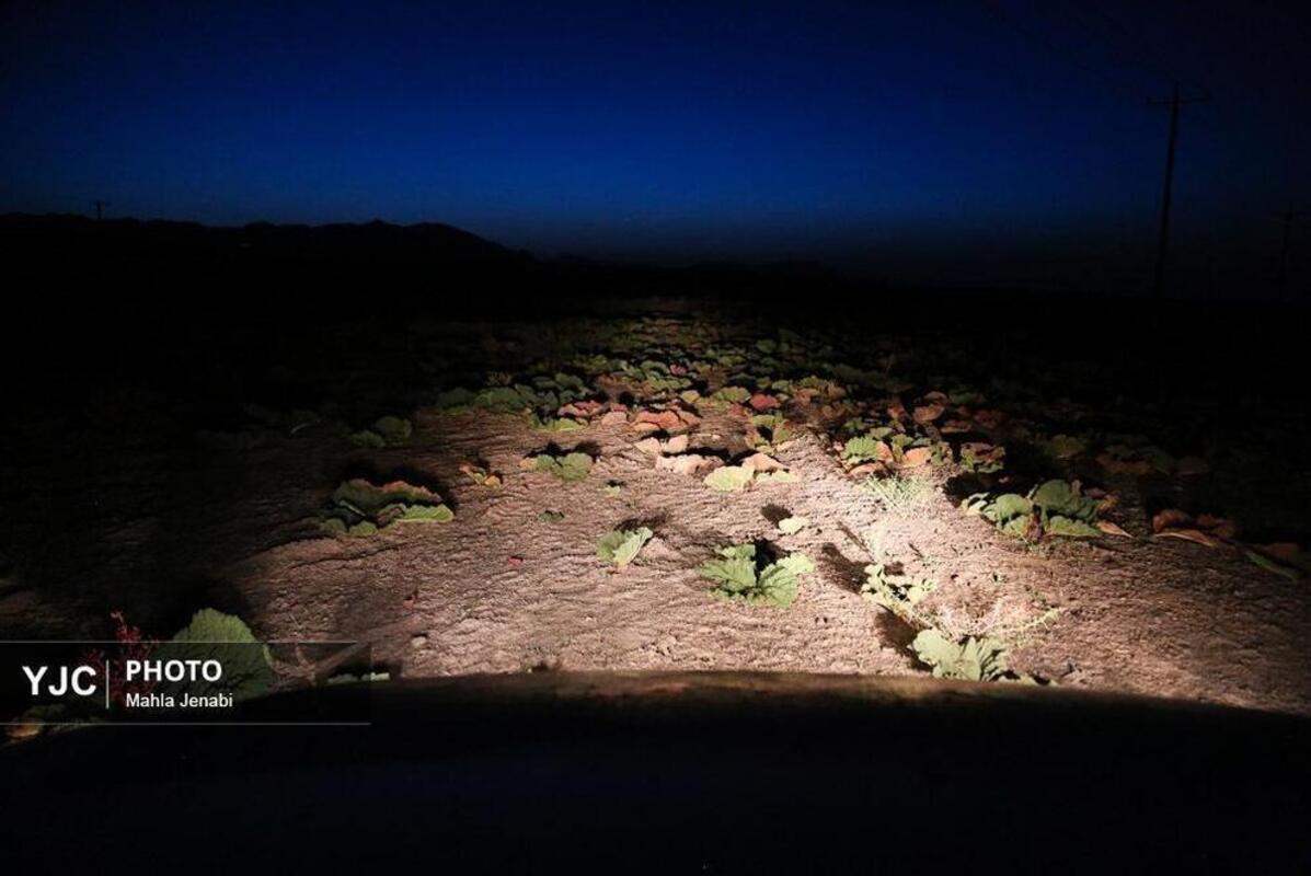  دشت ریواس کرمان