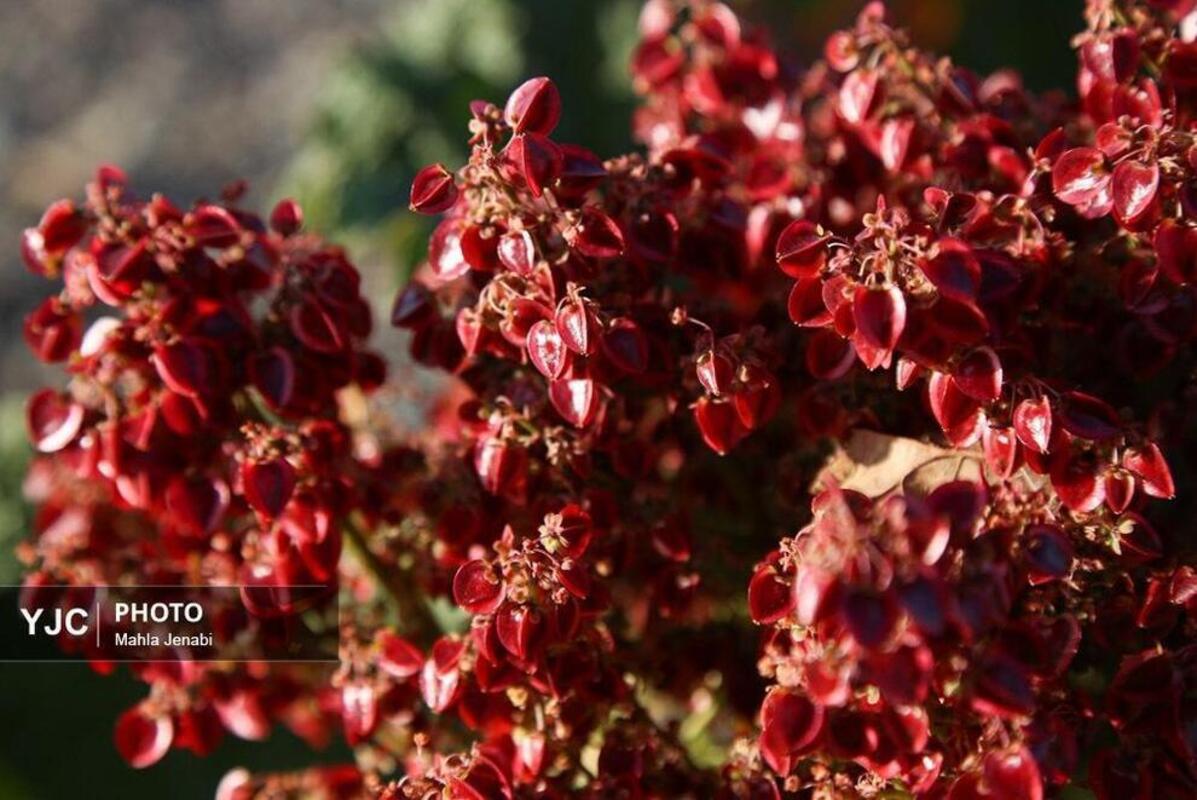  دشت ریواس کرمان