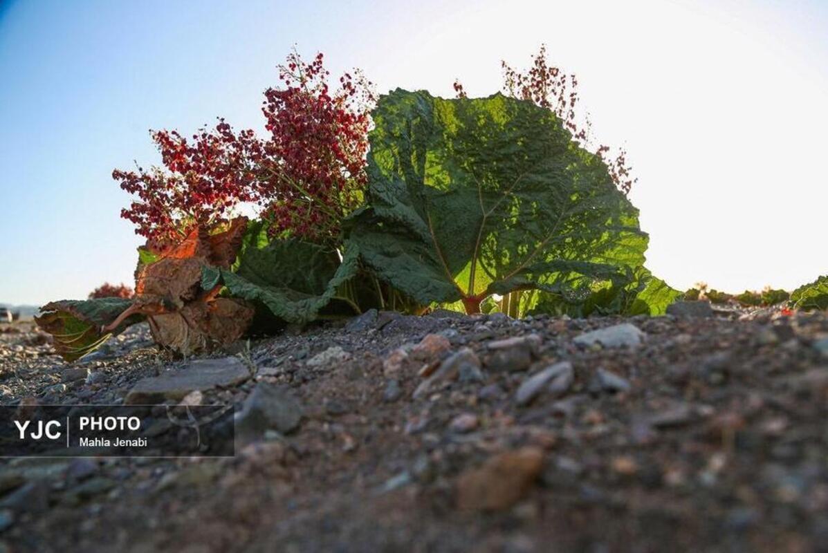  دشت ریواس کرمان