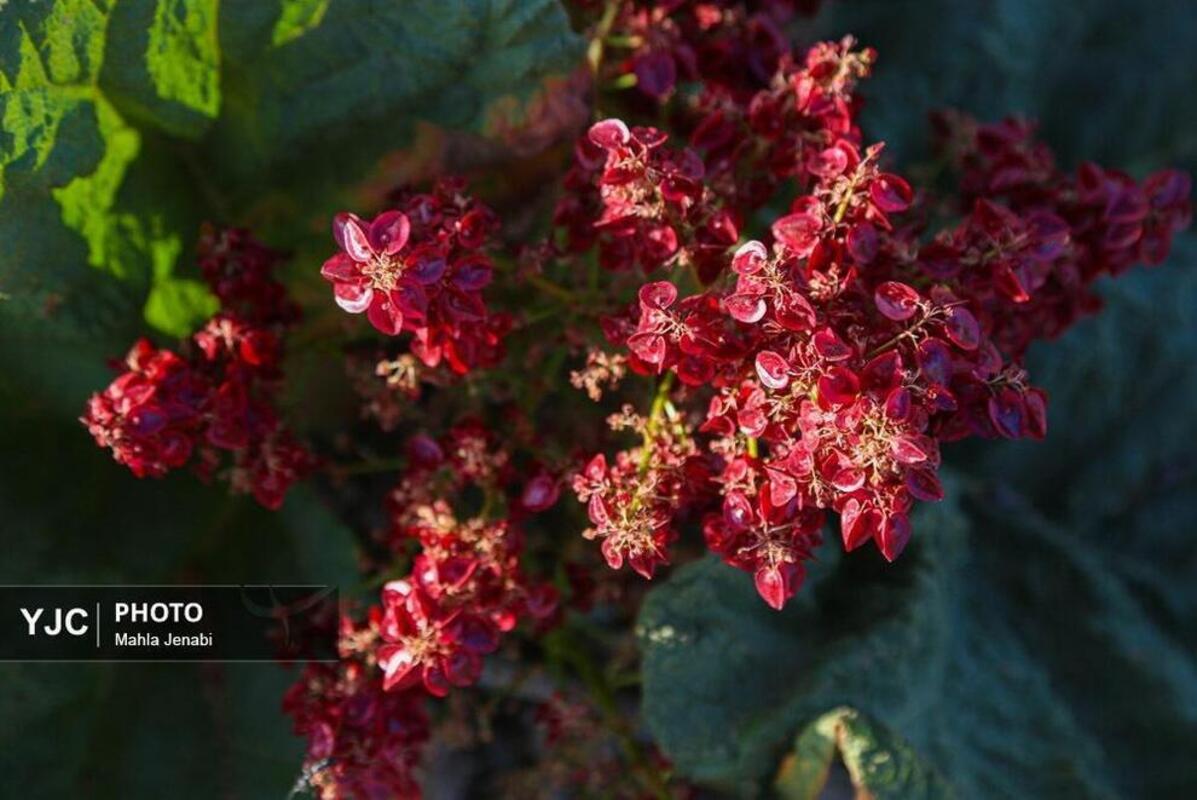  دشت ریواس کرمان