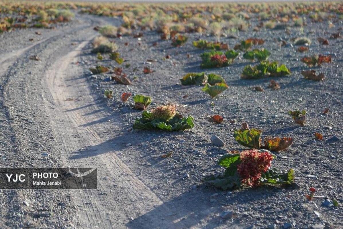  دشت ریواس کرمان