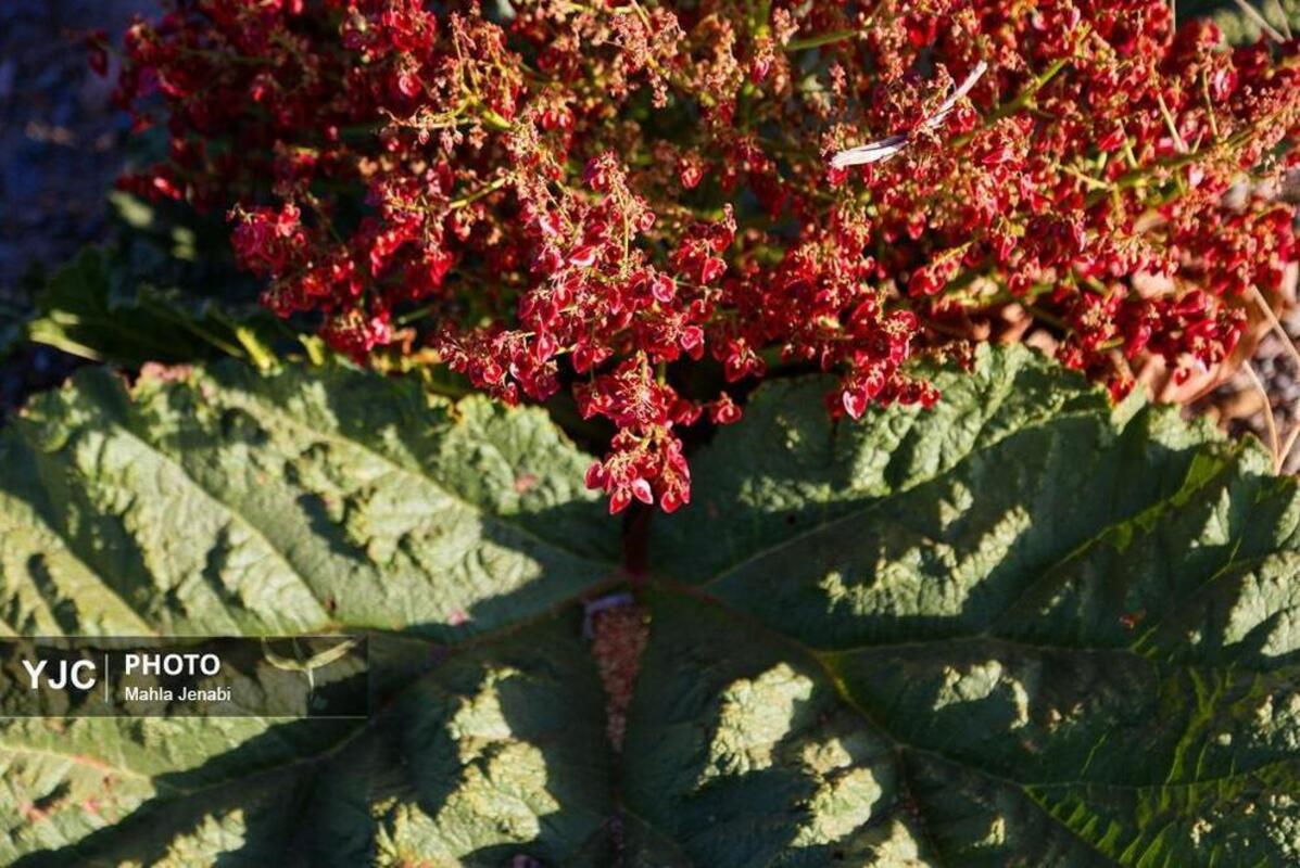  دشت ریواس کرمان