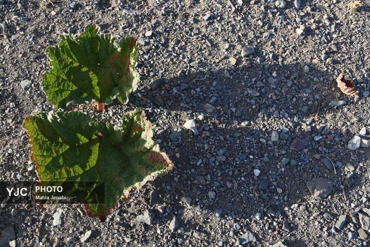  دشت ریواس کرمان