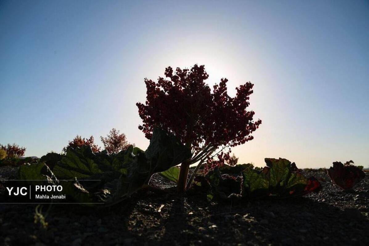  دشت ریواس کرمان