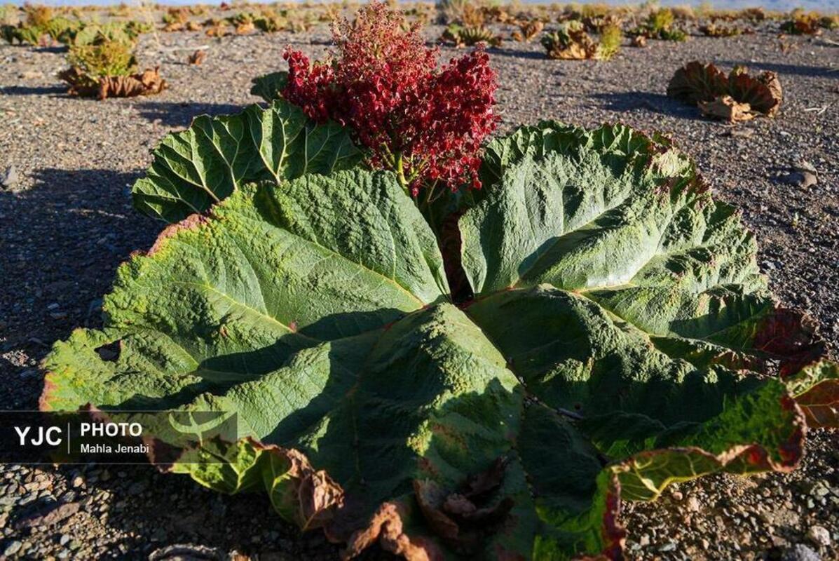  دشت ریواس کرمان