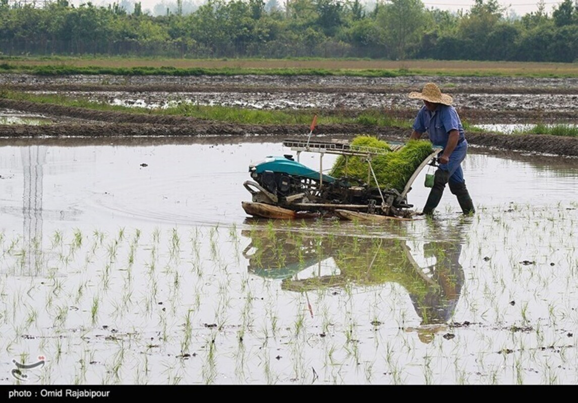 نشا مکانیزه برنج در گیلان
