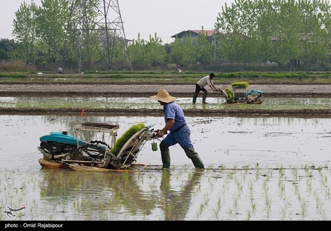 نشا مکانیزه برنج در گیلان