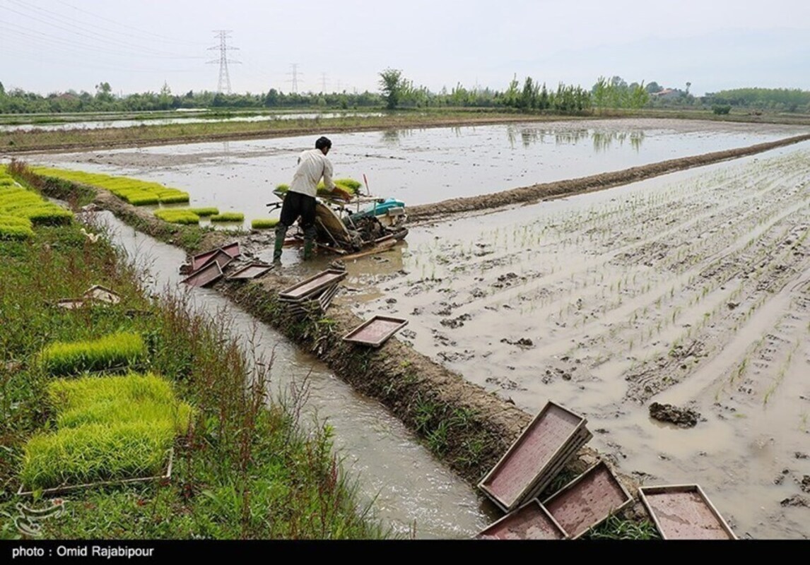 نشا مکانیزه برنج در گیلان