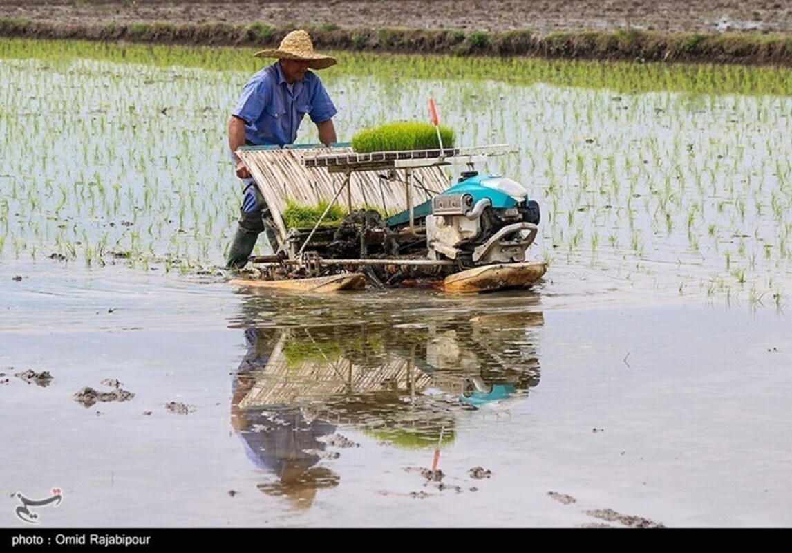 نشا مکانیزه برنج در گیلان