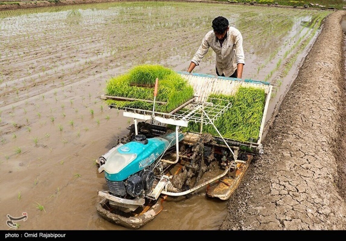 نشا مکانیزه برنج در گیلان