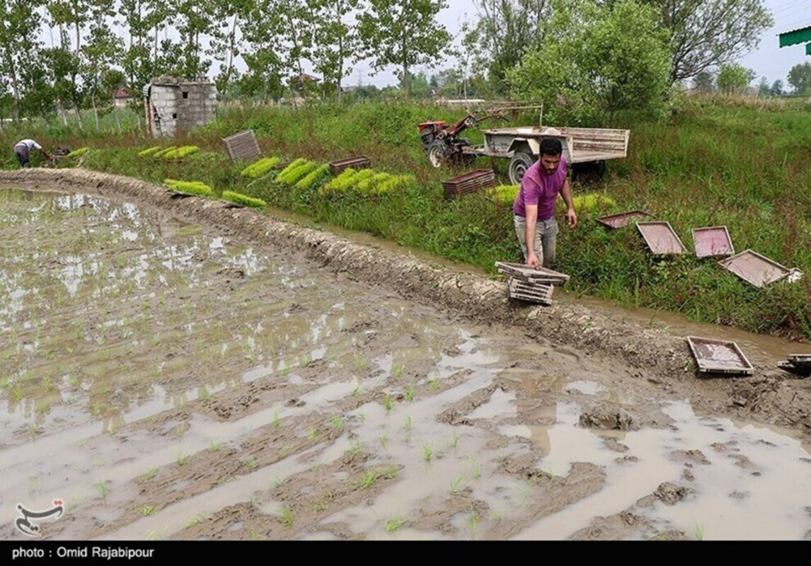 نشا مکانیزه برنج در گیلان