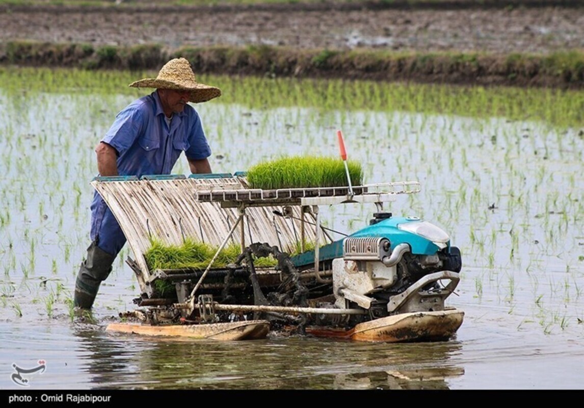 نشا مکانیزه برنج در گیلان