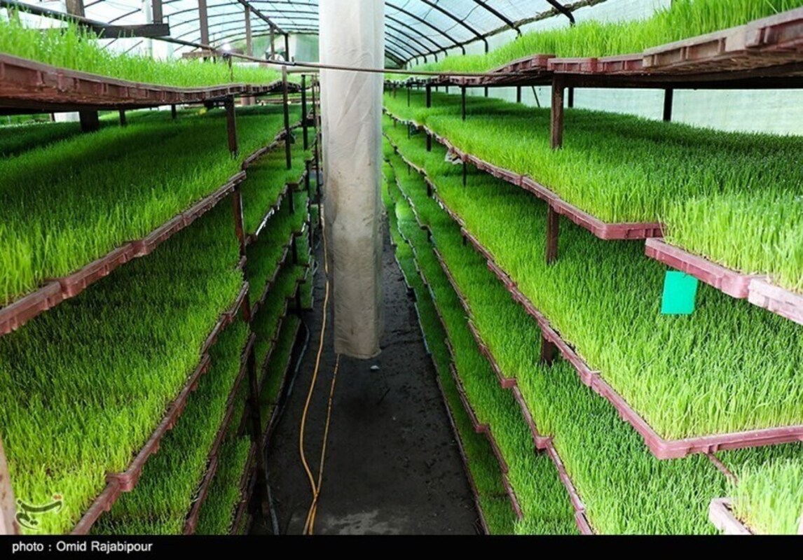 نشا مکانیزه برنج در گیلان