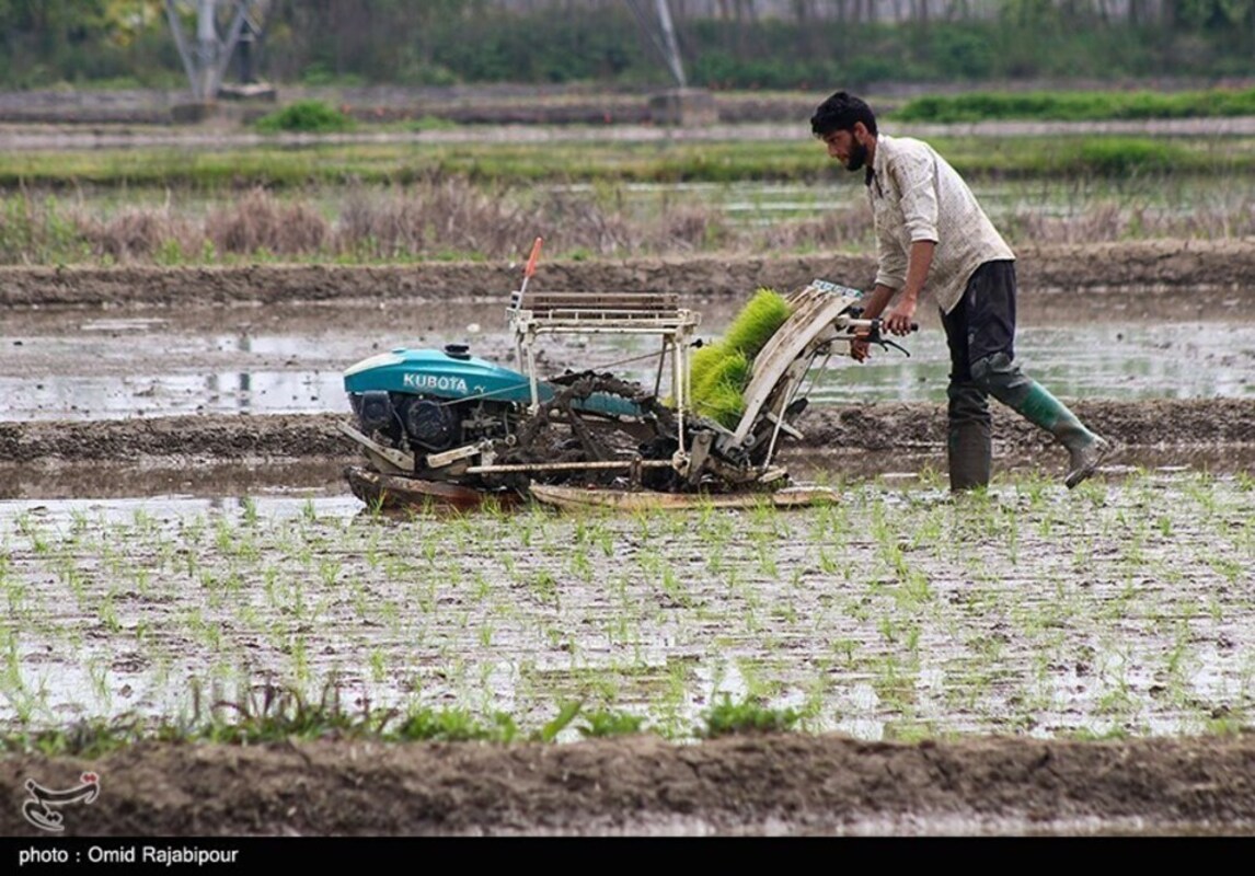 نشا مکانیزه برنج در گیلان
